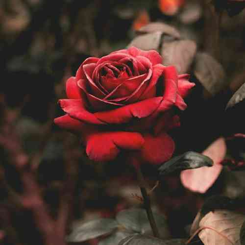 با صدای بچه ای روزگار اگر مردی